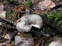 Schwarzpunktierter Schneckling